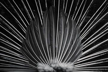 Peacock plumage black and white by Thomas Marx