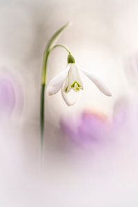 Gorgeous Snowdrop by Bob Daalder