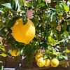 Bloeiende citroenboom in de mediterrane tuin van Adriana Mueller
