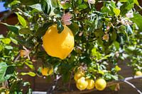 Bloeiende citroenboom in de mediterrane tuin