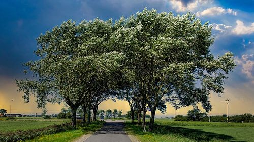 Tunnel des arbres