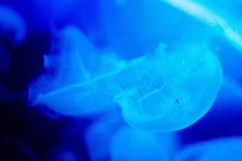 Jellyfish upside down at Sea Life Scheveningen