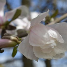 Witte magnolia van Henk-Jan Lubbers