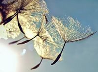 Pusteblume  