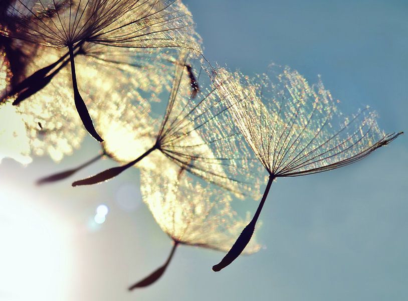 Dandelion   by Julia Delgado