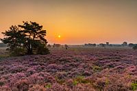 Heideveld_03