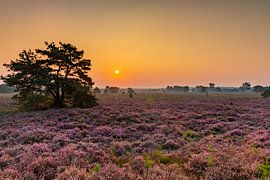 Heideveld_03 von Johan Honders