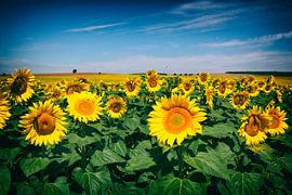 Feld voll Sonne - Sonnenblumen von Jacqueline Lemmens