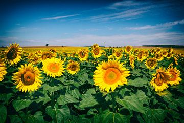 Veld vol zon - Zonnebloemen van Jacqueline Lemmens