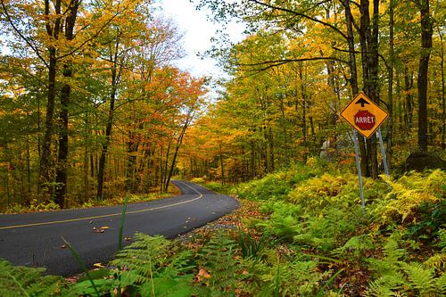De esdoornweg in de herfst