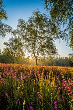 Heather by Peter Deschepper