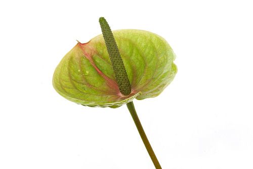 Anthurium