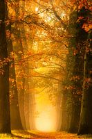 Lane in Autumn colors