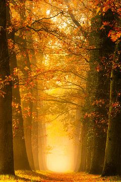Lane in Autumn colors van Thomas Jansen