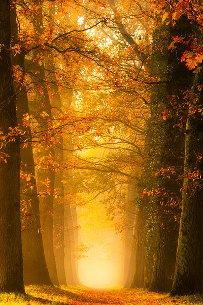 Lane in Autumn colors van Thomas Jansen