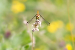 Kleinlibelle auf einem Zweig (braune Heidelibelle) von Jolanda Aalbers