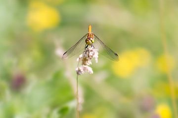 Small dragonfly on a twig (brown red heidelibel)