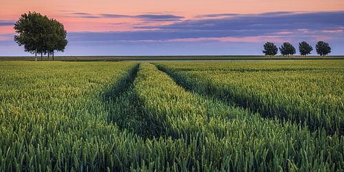 Zomeravond in de Johannes Kerkhovenpolder