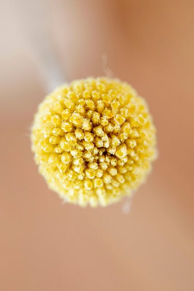 Zachte Bloei – Droogbloemen in Licht 1 van Annette Moerman