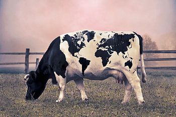 Fotomanipulation Kuh mit Weltkarte Flecken in atmosphärischer Weide