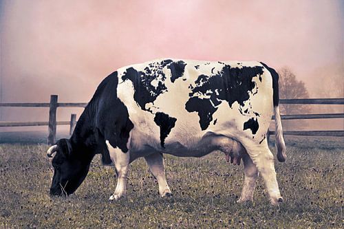 Fotomanipulatie Koe met Wereldkaart Vlekken in Sfeervolle Wei