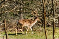 Hirsche in den Dünen von Brian Morgan Miniaturansicht