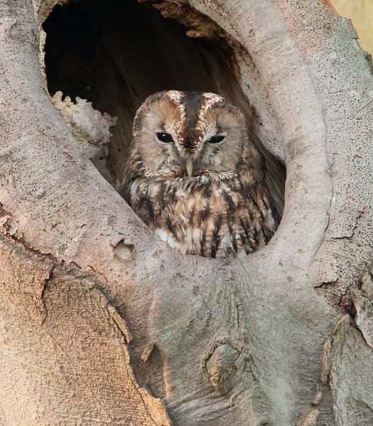 Forest owl by Rianne Kugel