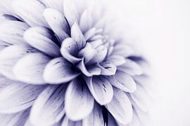 Close-up of a Dahlia in a beautiful shade of blue by Birgitte Bergman