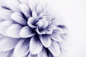 Nahaufnahme einer Dahlie in einem schönen Blauton