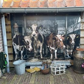Customer photo: Dutch cows in an old barn by Inge Jansen, on canvas