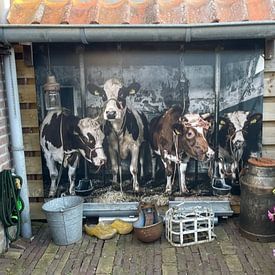 Klantfoto: Koeien in oude koeienstal van Inge Jansen, op canvas