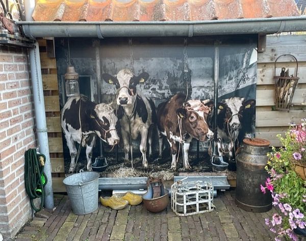 Customer photo: Dutch cows in an old barn by Inge Jansen, on canvas