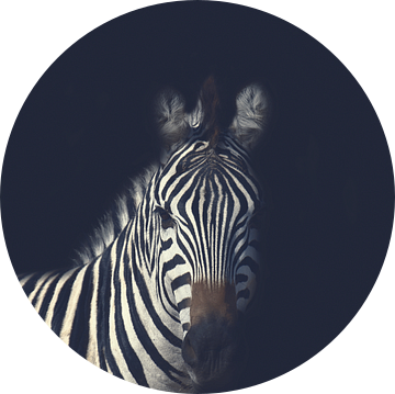 Donkere Zebra - Zwart wit - Afrika - Zebra - Strepen - Donker - Nacht - Zwart van Designer