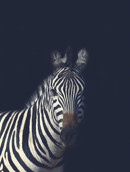 Donkere Zebra - Zwart wit - Afrika - Zebra - Strepen - Donker - Nacht - Zwart van Designer