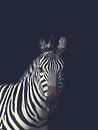 Donkere Zebra - Zwart wit - Afrika - Zebra - Strepen - Donker - Nacht - Zwart van Designer thumbnail