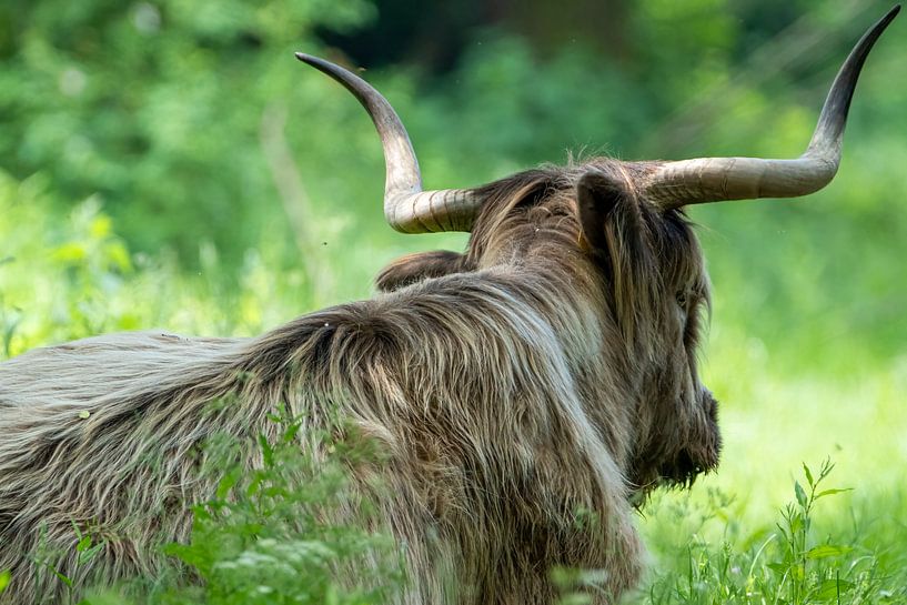 Scottish highlander by Gianni Argese