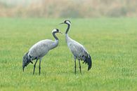 Twee kraanvogels in het gras van Karla Leeftink thumbnail