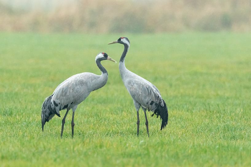 Twee kraanvogels in het gras van Karla Leeftink