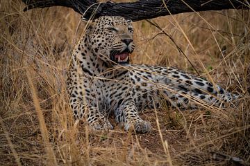 Afrikaanse luipaard in Namibië Afrika van Patrick Groß
