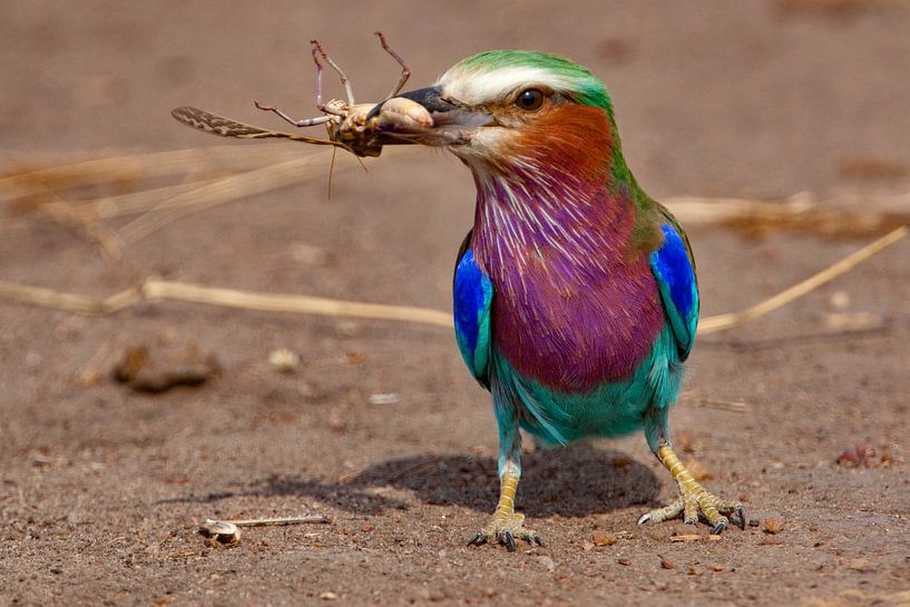 Lilac Breasted Roller by Peter Michel