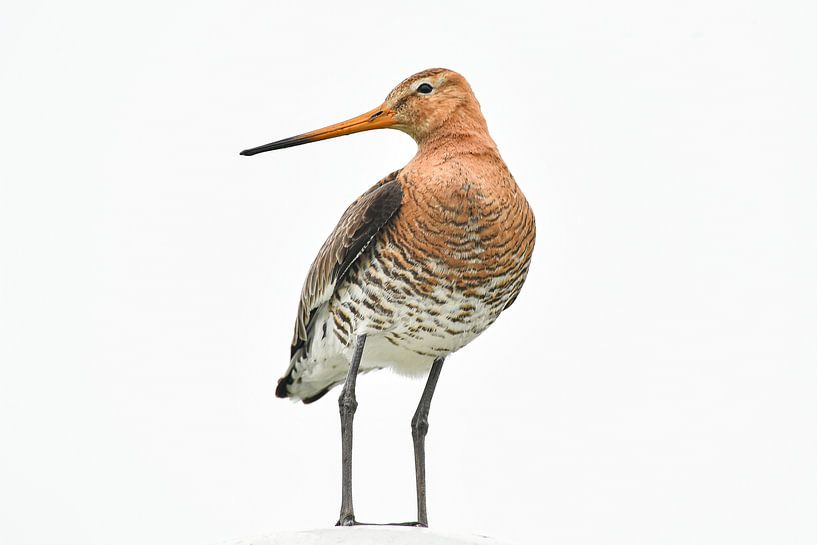 Black-tailed godwit by Shirley Douwstra