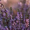 Heather by Evelyne Renske