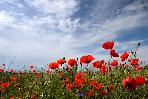 Poppy in a rape field