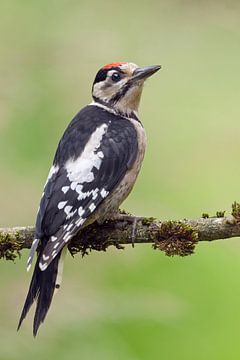 Great Spotted Woodpecker (Dendrocopos major) by Rob Christiaans