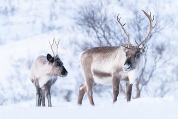 Reindeer with calf in winter Norway - Arctic silence