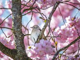A female chaffinch in a flowering ornamental cherry tree by ManfredFotos