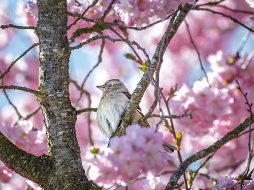 A female chaffinch in a flowering ornamental cherry tree