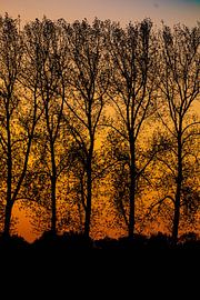Silhouettes d'arbres dénudés dans un ciel orange
