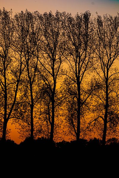 Tree silhouettes of bare trees against an orange sky by Anne Ponsen