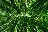 Het groene dak van Maastricht